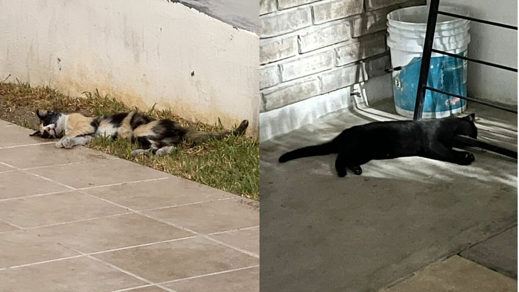 'Están asesinando gatitos', reportan internautas de Torreón