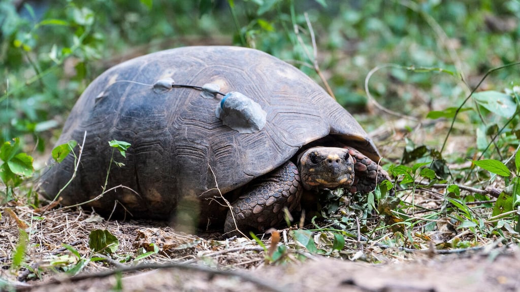 ¿Por qué las tortugas viven tanto? La ciencia desvela algunos secretos