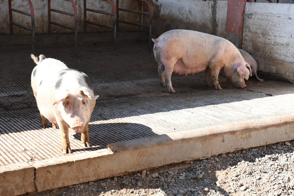 Produce Durango 1,736 ton. de carne de cerdo