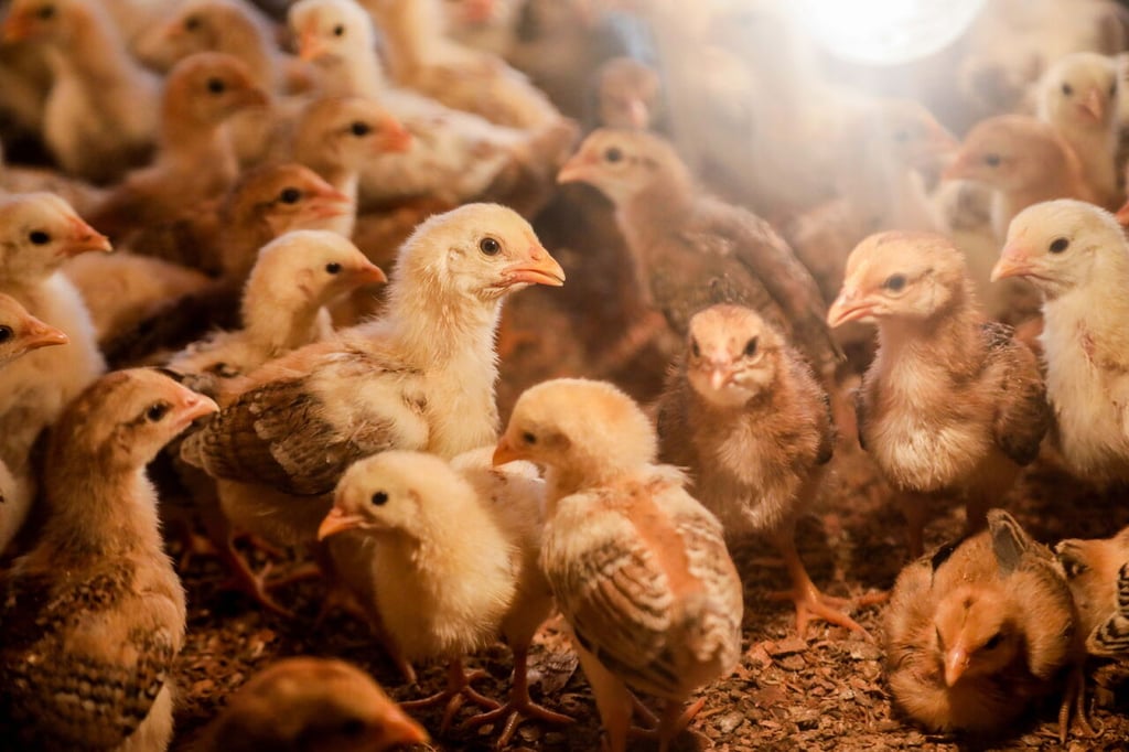 Para el 2030 el pollo será la carne más consumida: FAO y OCDE