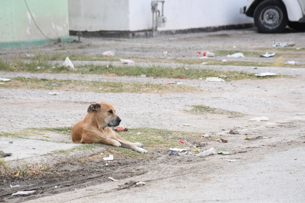 Captan a carnicero en Sonora desollando a perro para preparar su carne