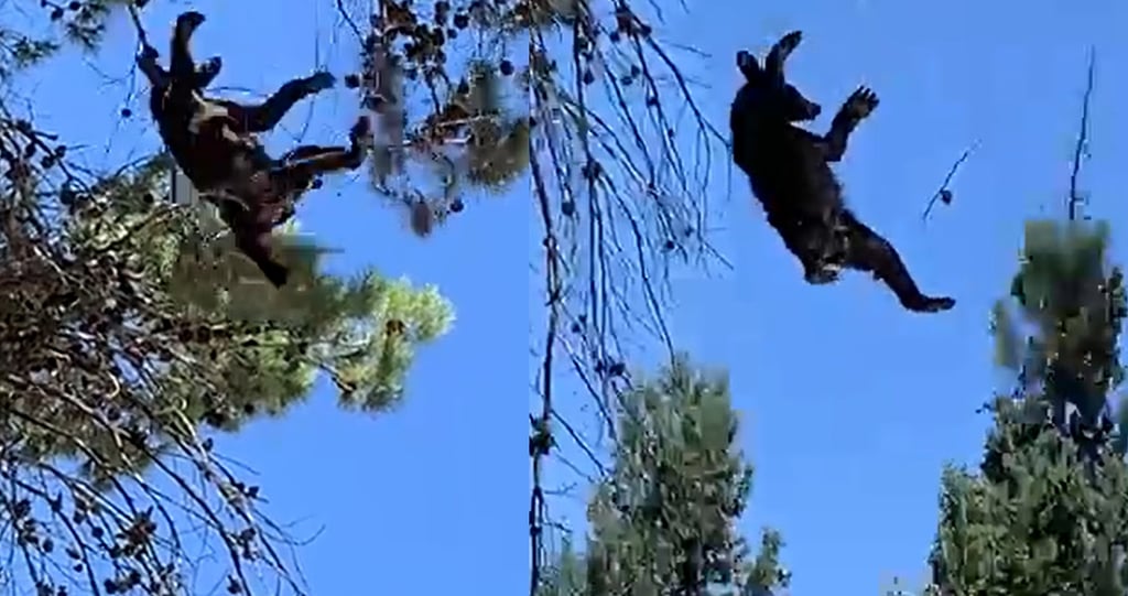 Oso cae desde 15 metros de altura en Saltillo tras ser sedado por las autoridades