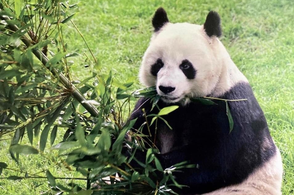 Muere a los 35 años 'Shuan Shuan', la panda más longeva de México