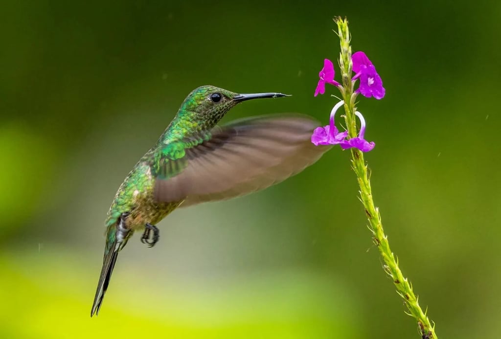 Un colibrí tarda menos de una semana (alrededor de cinco a siete días) en construir su nido.