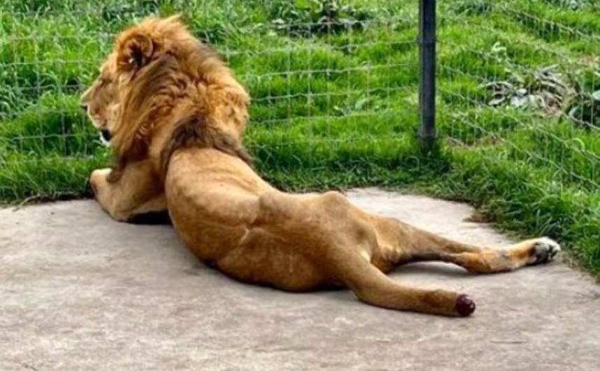 Hallan fosas con presuntos restos de leones y tigres en el Ajusco