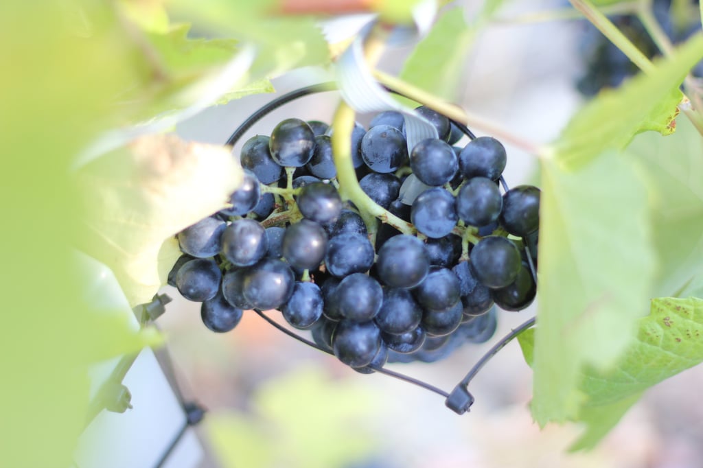 'I-Grape', la alianza europea para una viticultura de excelencia