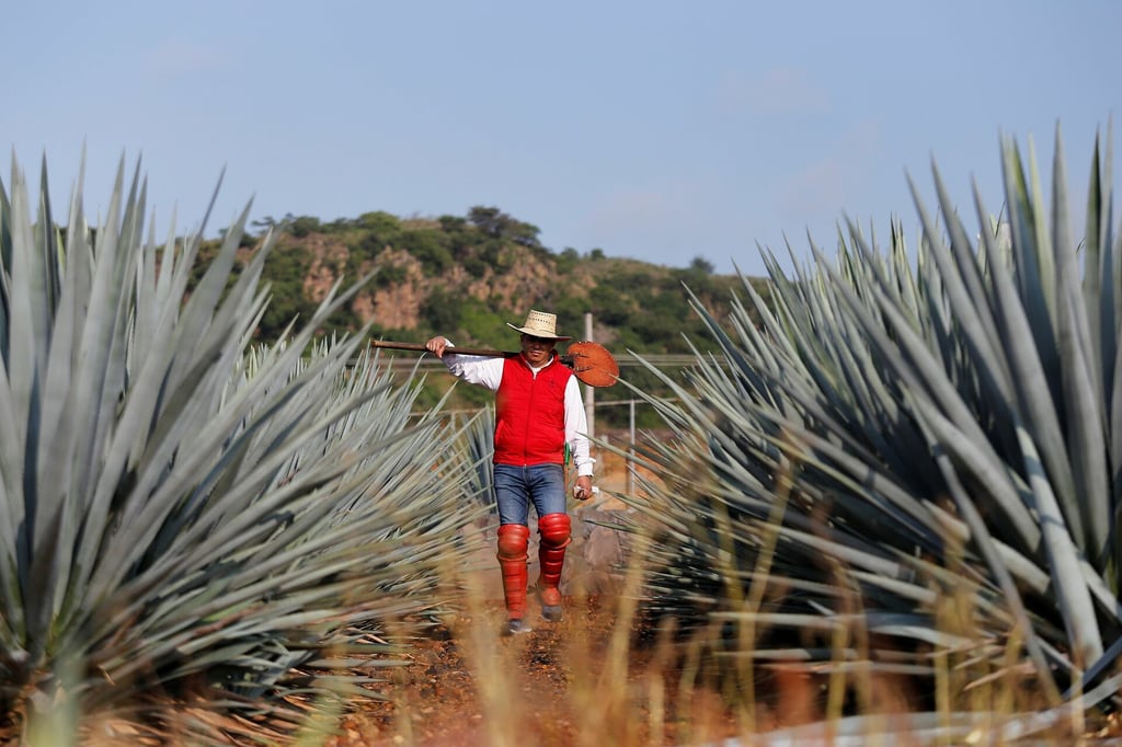 Ante expansión de agave en Oaxaca, promueven cultivo sostenible