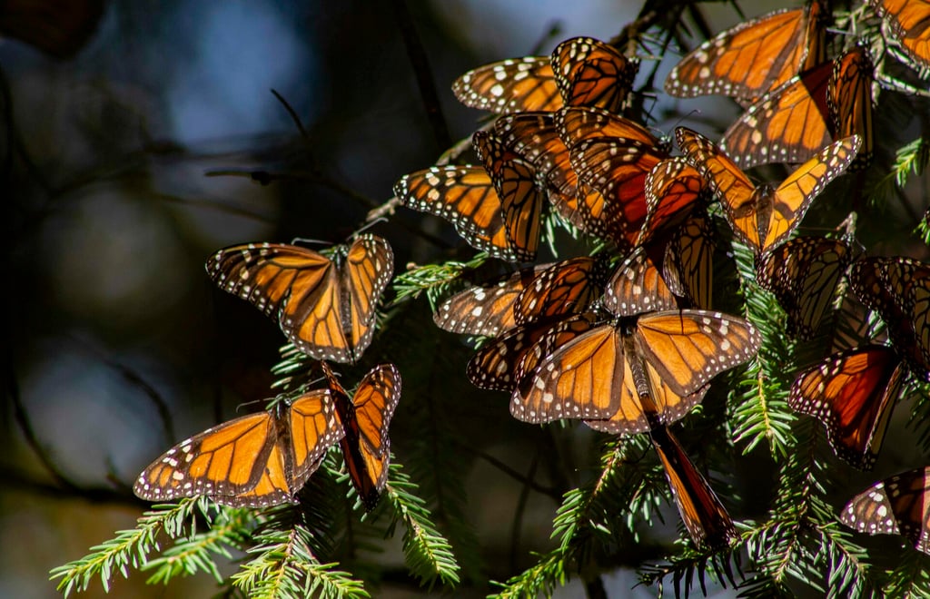 Mariposa monarca ingresa a 'lista roja' como especie en peligro