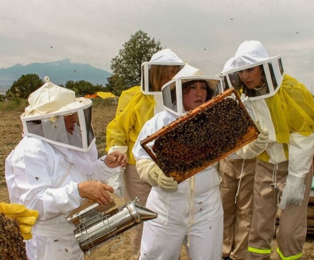 Apicultura. En el primer semestre de 2022 Durango reportó una producción de miel de 126 toneladas, según información de la Secretaría de Agricultura y Desarrollo Rural (Sader).