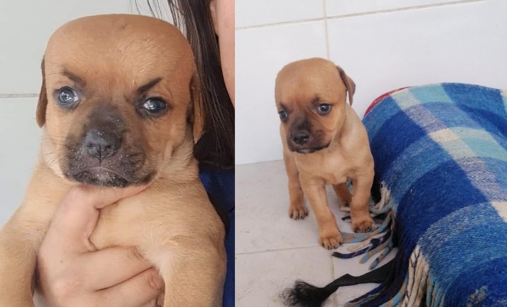 'Chupete' el perrito con hidrocefalia que se volvió viral en redes