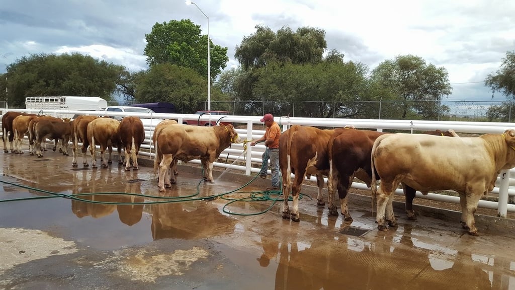 Exportación de ganado de Durango a EU se reduce 2.1%