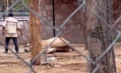VIDEO: Graban electrocución de camello en zoológico Sahuatoba