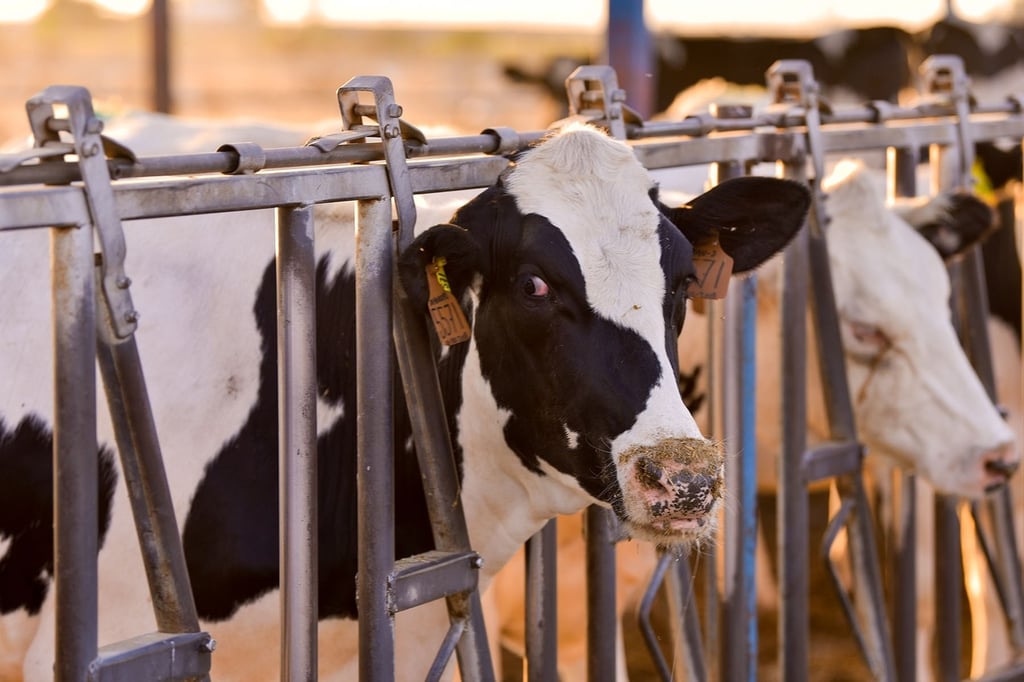 Condición. Durango es el segundo estado con la mayor población de ganado bovino lechero en el país.