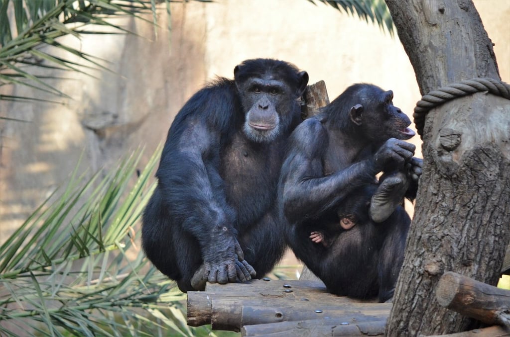 Los chimpancés que producen ladridos de caza proporcionan información a los que están cerca sobre su motivación para cazar.