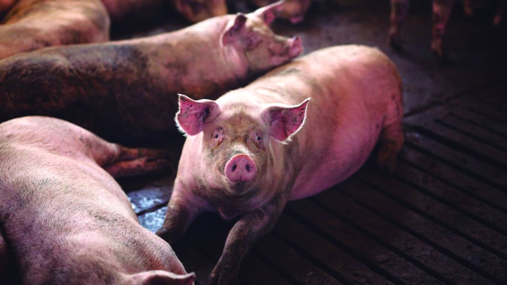Consiguen restaurar la función de células y órganos en cerdos después de la muerte