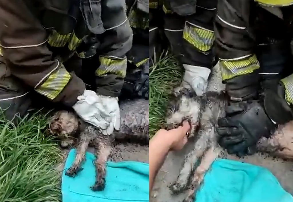 Bomberos rescatan y reaniman a perrito atrapado en incendio