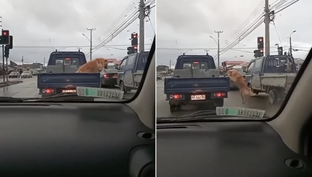 VIDEO: Perro salta de su auto para ir a orinar la llanta de otro vehículo durante un alto