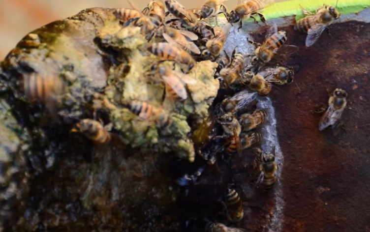 Reporta Durango producción de138 toneladas de miel