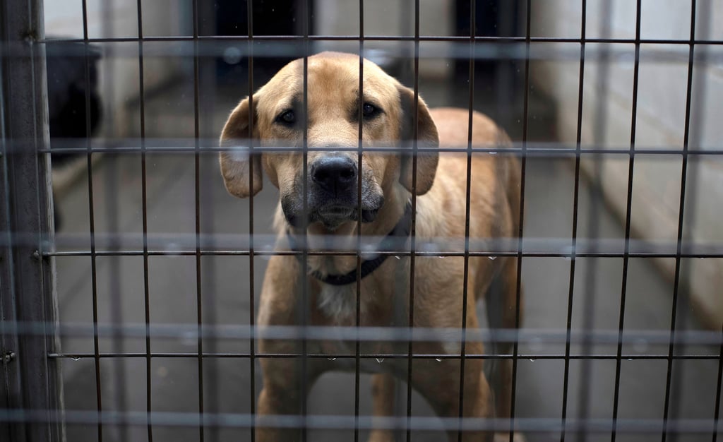 Documentan primer caso de viruela del mono en un perro