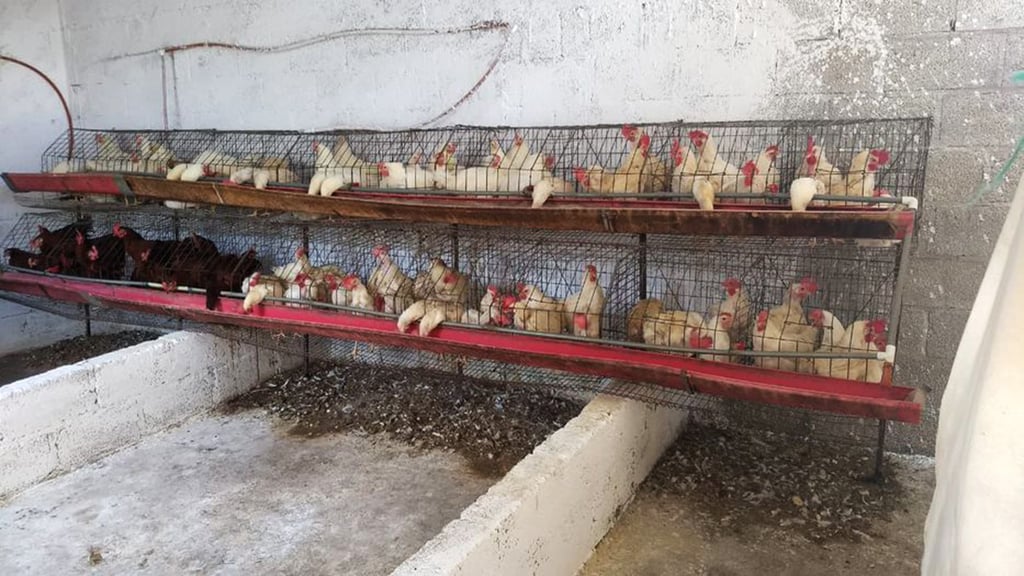 Bloqueos carreteros ponen en jaque a la avicultura de Tehuacán