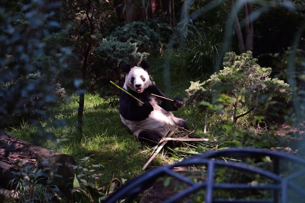 Xin Xin, la última panda gigante que queda en México y Latinoamérica