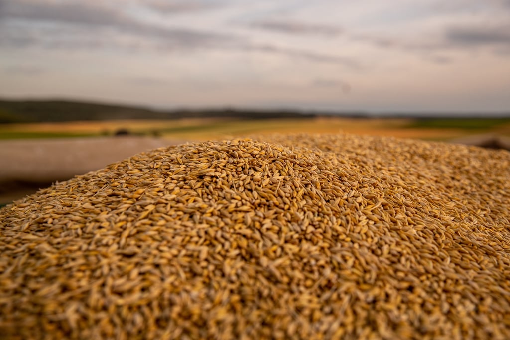Economía de Rusia recibe impulso por la exportación de cereales