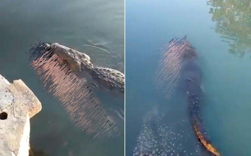 VIDEO: Cocodrilo 'pasea' el cadáver de un hombre en laguna de Tamaulipas