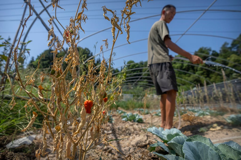 Sequía marchita cosechas y deja a agricultores al borde de la ruina en China