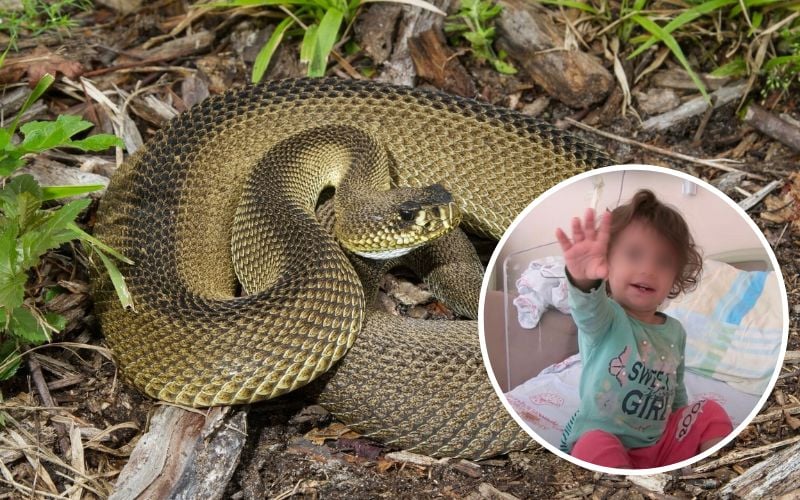 Niña de 2 años mata a mordidas a serpiente que la mordió primero