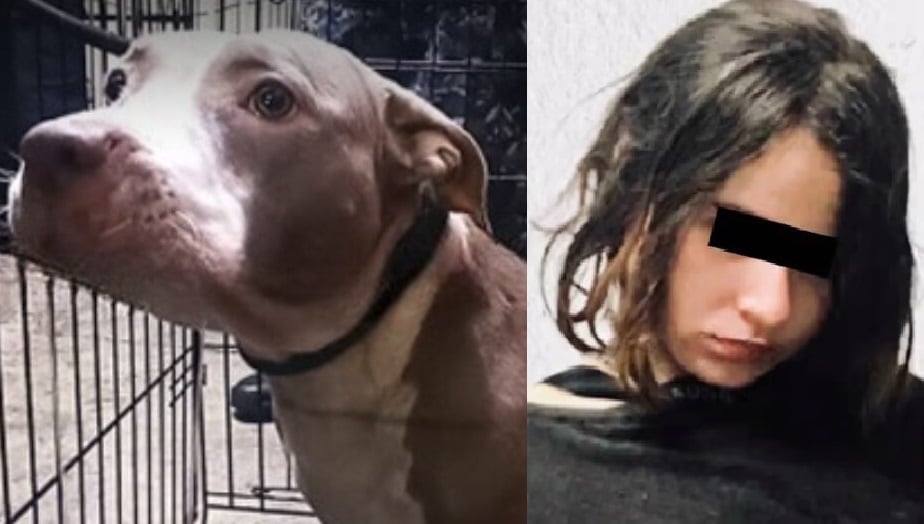 Perra pitbull de Karla, joven que mató a su mamá y tío, será puesta en adopción
