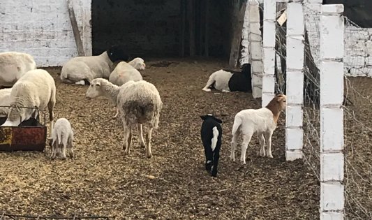 264 toneladas de carne de ovino producidas en Durango en 7 meses