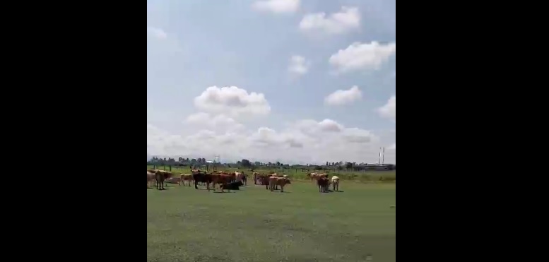 Ganado afecta cancha de futbol en Durango