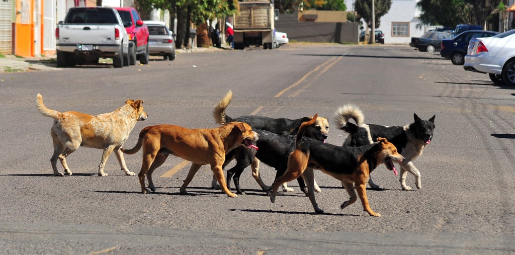 Hay perros callejeros en toda la ciudad de Durango