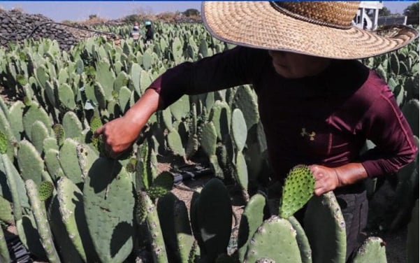 Incluyen a Durango en la siembra de nopal forrajero