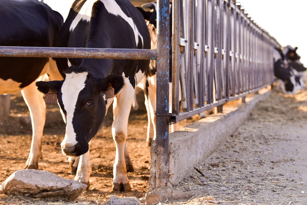 Durango está en el Top 3 de producción de leche