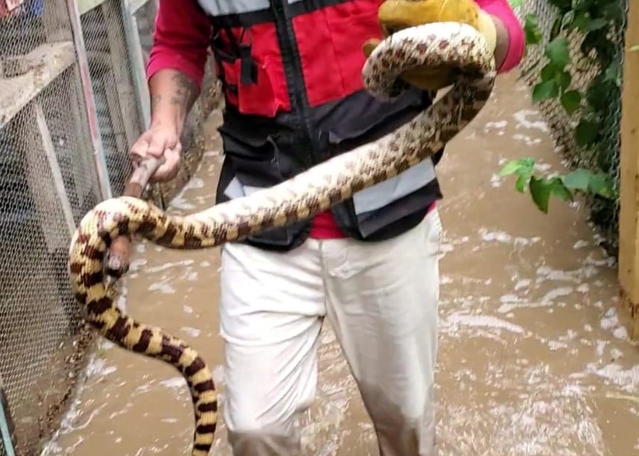 Por lluvias, reptil ingresa a una vivienda en Tepehuanes