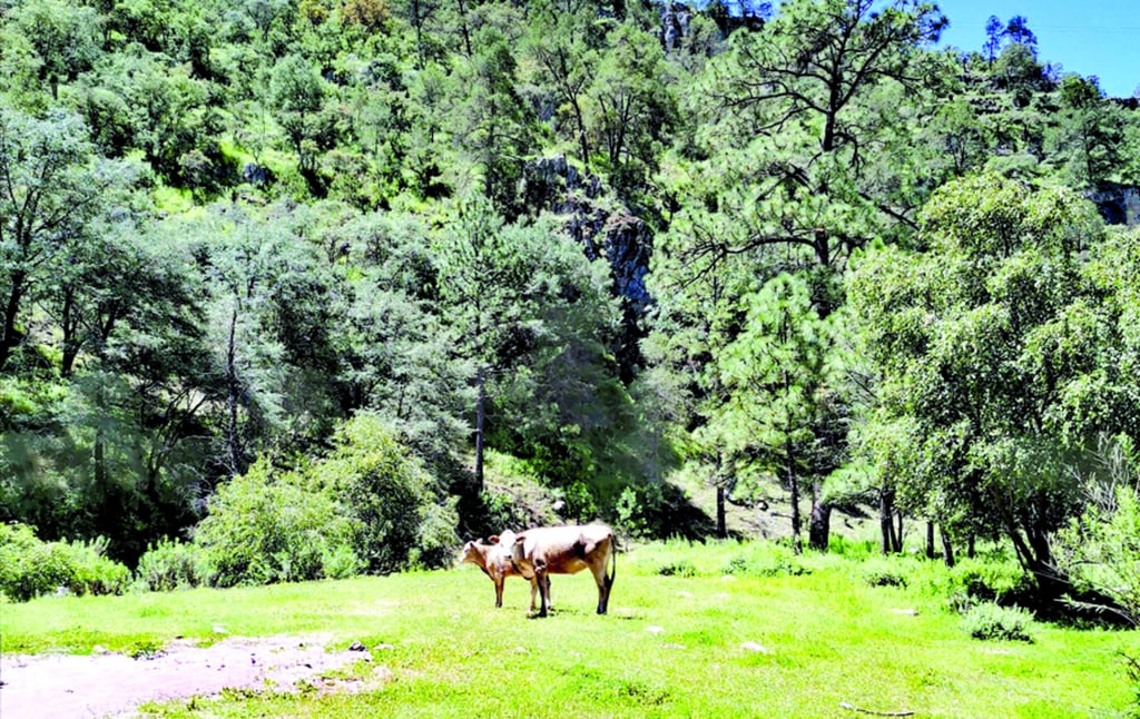 Avanzada, recuperación del campo