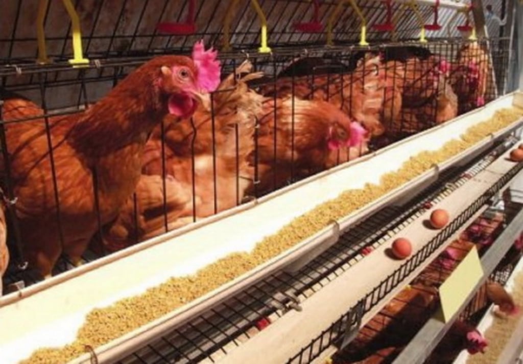 Hay 6.5 millones de aves de postura