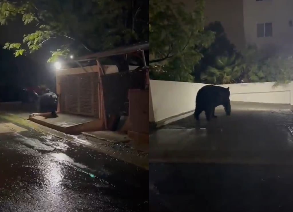 VIDEO: Captan a oso deambulando en Monterrey durante lluvias