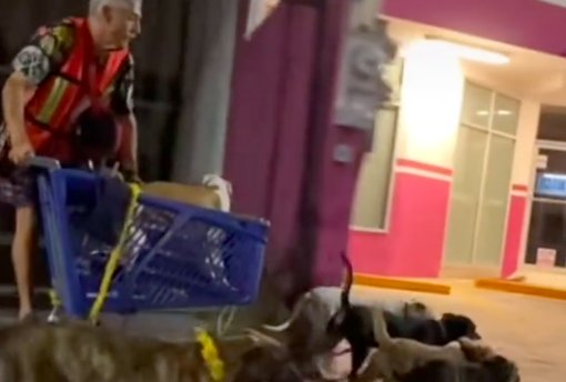VIDEO: Hombre es jalado por perros en un carrito de supermercado como trineo