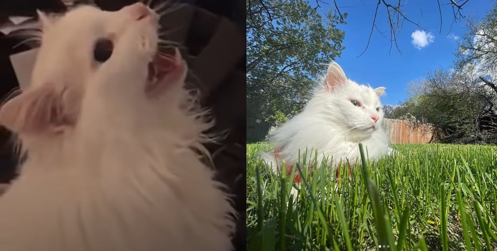 Muere Thurston Waffles, el gatito maullador de los memes