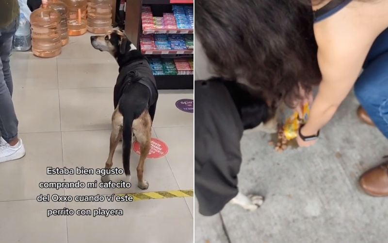 VIDEO: Perrito ‘estafa’ a clientes de Oxxo para que le compren comida