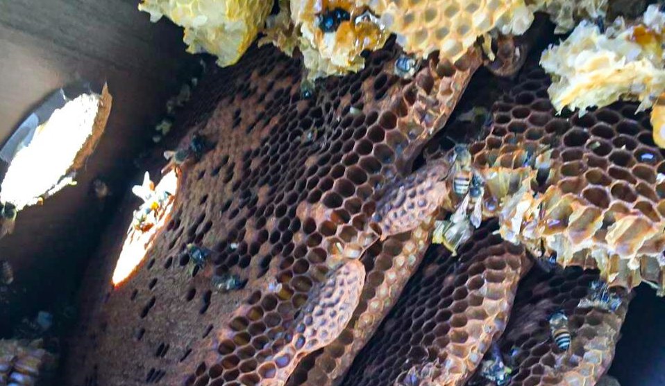 Reportan 149 toneladas de miel producida en Durango, en un lapso de 8 meses