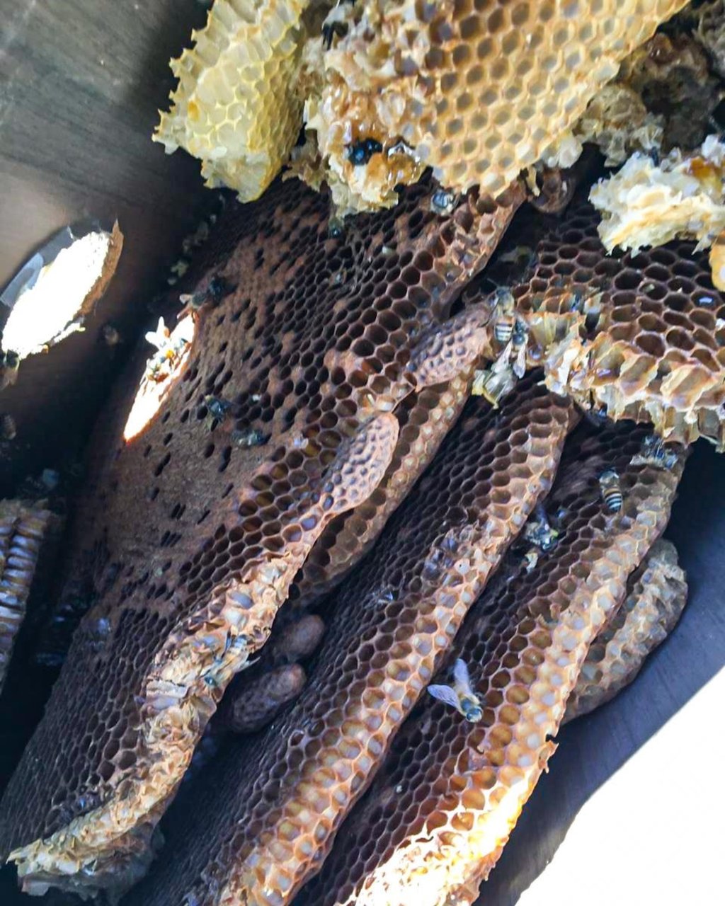 Reportan 149 toneladas de miel en Durango, en un lapso de 8 meses