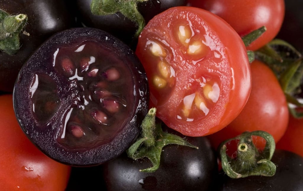 Aprueban venta de tomate color morado que fue modificado genéticamente