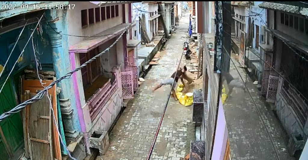 Video: Mono le hace una 'llave' a hombre que trataba de golpearlo