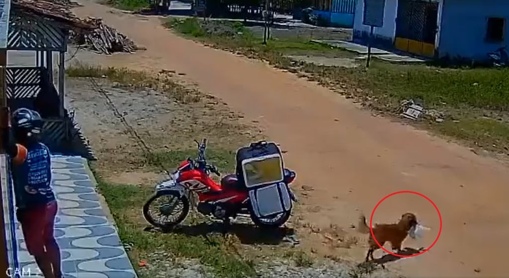 Perrito roba comida a repartidor distraído y se hace viral