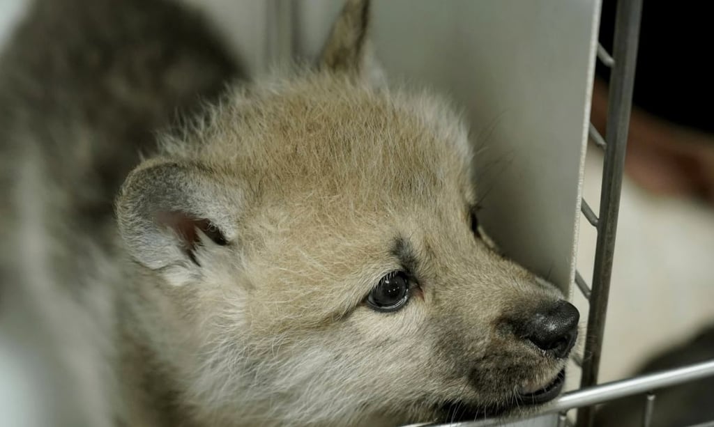 Nace en China el primer ejemplar clonado de lobo salvaje ártico
