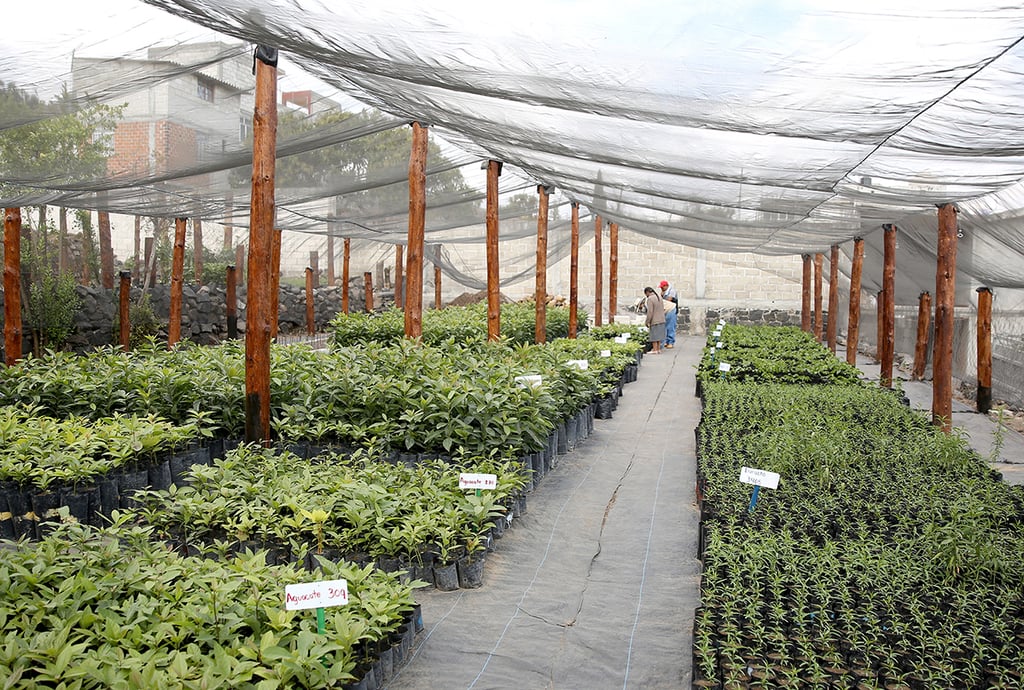 Proponen estrategias para mejorar Programa Sembrando Vida