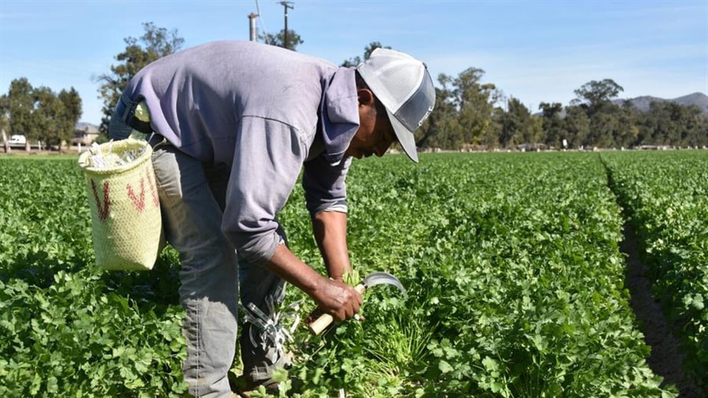 Sader debe dar a conocer el presupuesto para la autosuficiencia alimentaria